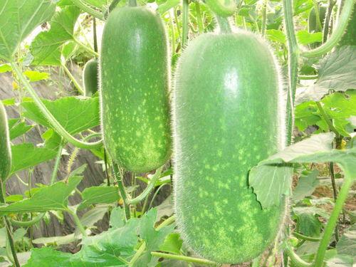 网红吃瓜神器新款大全