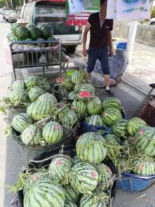 陇南徽县网红吃瓜事件,一场网络舆论的风暴与反思