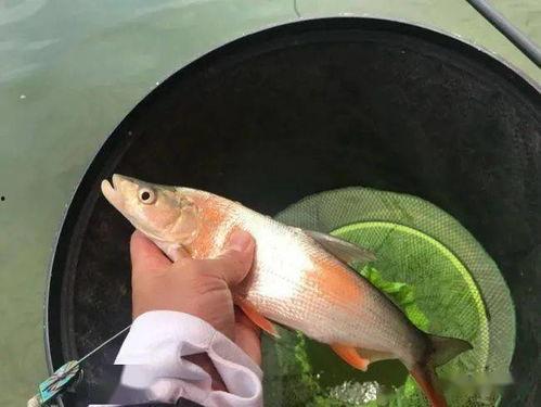 娱乐吃瓜酱钓鱼,揭秘钓鱼圈的那些事儿