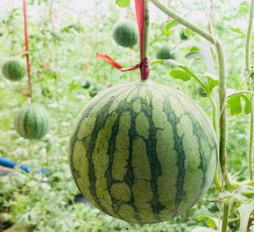 长春今日吃瓜事件真相是真的吗,事实与谣言的较量